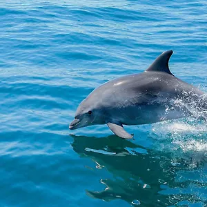 https://apartment-marina-de-albufeira.hotelaalgarve.com
